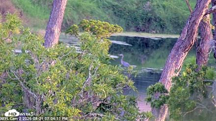 NE Florida Eagles Live Webcam - Aug 21, 2026, 7:05pm EDT