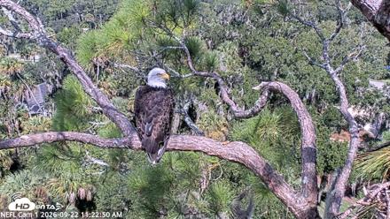 NE Florida Eagles Live Webcam - Sep 22, 2026, 11:23am EDT