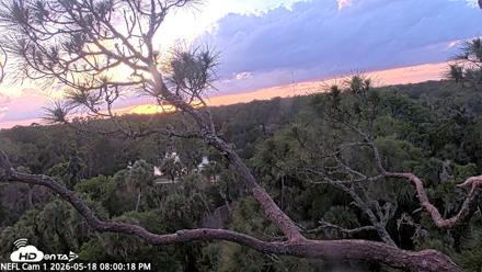 NE Florida Eagles Live Webcam - May 18, 2026, 8:01pm EDT