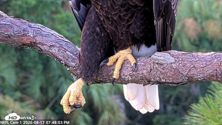 NE Florida Eagles Live Webcam - Aug 17, 2026, 7:49pm EDT