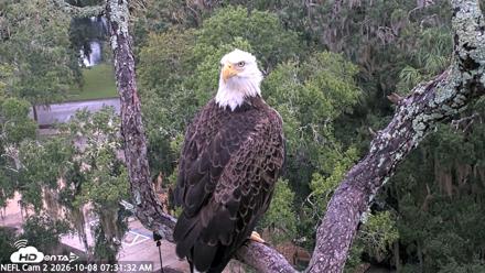 NE Florida Eagles Live Webcam - Oct 8, 2026, 7:33am EDT