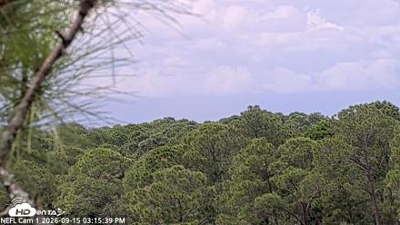 NE Florida Eagles Live Webcam - Sep 15, 2026, 3:16pm EDT