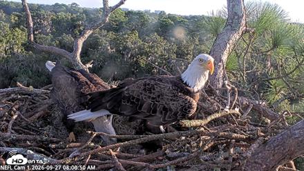 NE Florida Eagles Live Webcam - Sep 27, 2026, 8:02am EDT