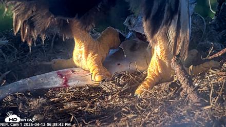 NE Florida Eagles Live Webcam - Apr 12, 2026, 6:39pm EDT