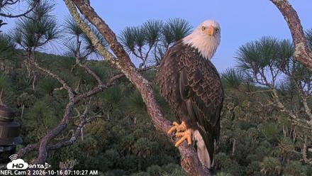 NE Florida Eagles Live Webcam - Oct 16, 2026, 7:11am EDT