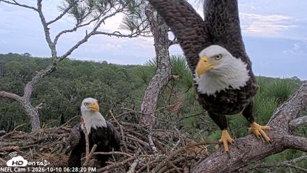 NE Florida Eagles Live Webcam - Oct 10, 2026, 6:29pm EDT