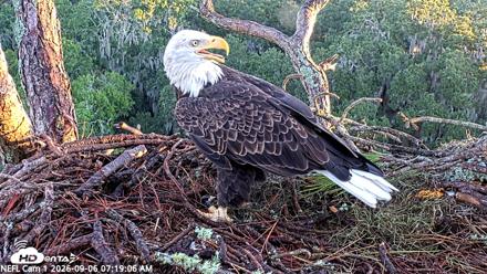 NE Florida Eagles Live Webcam - Sep 6, 2026, 7:19am EDT