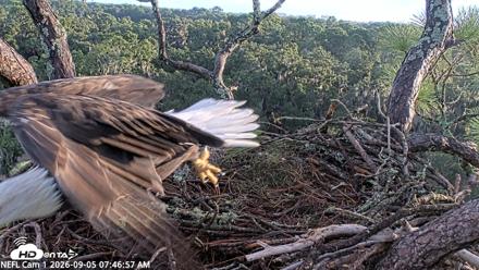 NE Florida Eagles Live Webcam - Sep 5, 2026, 7:47am EDT