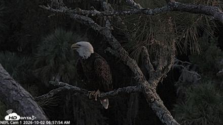 NE Florida Eagles Live Webcam - Oct 2, 2026, 7:00am EDT