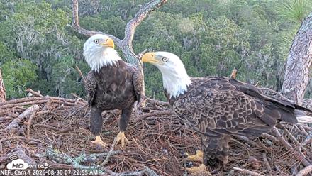 NE Florida Eagles Live Webcam - Aug 30, 2026, 7:23am EDT