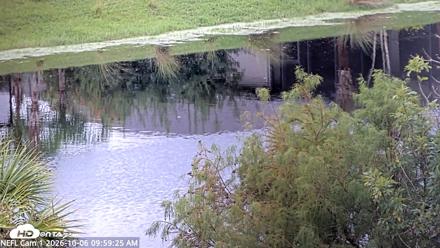 NE Florida Eagles Live Webcam - Oct 6, 2026, 10:00am EDT