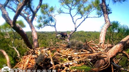 NE Florida Eagles Live Webcam - Sep 13, 2026, 2:21pm EDT