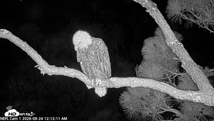 NE Florida Eagles Live Webcam - Aug 24, 2026, 12:13am EDT
