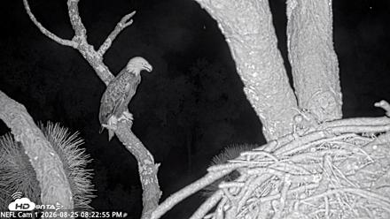 NE Florida Eagles Live Webcam - Aug 25, 2026, 8:23pm EDT