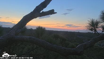 NE Florida Eagles Live Webcam - Jul 26, 2026, 6:19am EDT
