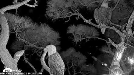 NE Florida Eagles Live Webcam - Sep 22, 2026, 10:22pm EDT