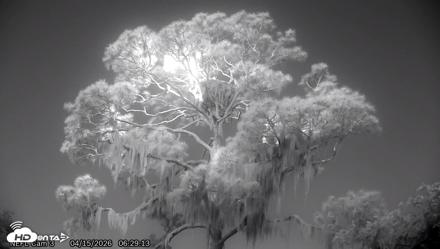 NE Florida Eagles Live Webcam - Apr 15, 2026, 6:30am EDT