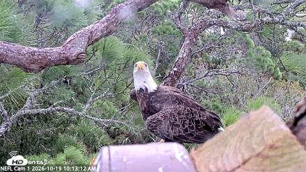 NE Florida Eagles Live Webcam - Oct 19, 2026, 10:14am EDT