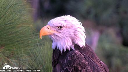 NE Florida Eagles Live Webcam - Aug 11, 2026, 6:38am EDT