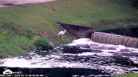 NE Florida Eagles Live Webcam - May 12, 2026, 6:45am EDT