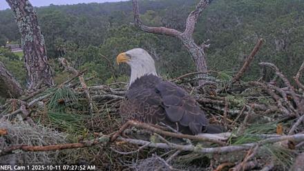 NE Florida Eagles Live Webcam - Oct 11, 2025, 7:28am EDT