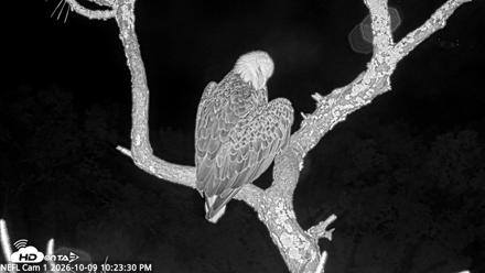 NE Florida Eagles Live Webcam - Oct 9, 2026, 10:24pm EDT