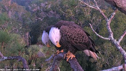 NE Florida Eagles Live Webcam - Nov 14, 2025, 6:31am EST