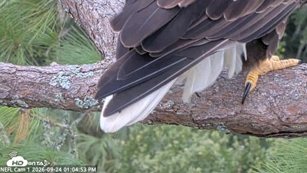 NE Florida Eagles Live Webcam - Sep 24, 2026, 1:05pm EDT