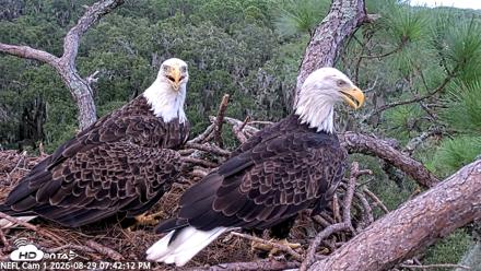 NE Florida Eagles Live Webcam - Aug 29, 2026, 7:43pm EDT