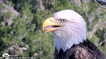 NE Florida Eagles Live Webcam - Aug 30, 2026, 9:02am EDT