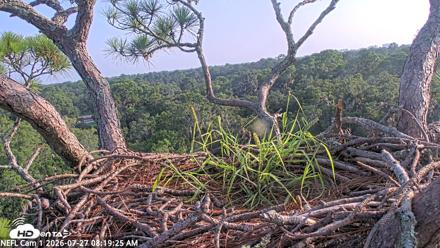 NE Florida Eagles Live Webcam - Jul 27, 2026, 8:20am EDT