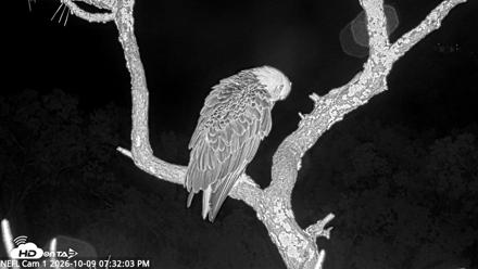 NE Florida Eagles Live Webcam - Oct 9, 2026, 7:32pm EDT
