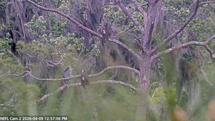 NE Florida Eagles Live Webcam - Apr 9, 2026, 1:05pm EDT