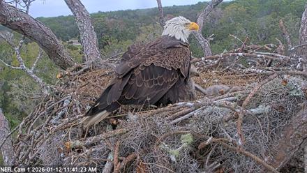 NE Florida Eagles Live Webcam - Jan 12, 2026, 11:42am EST