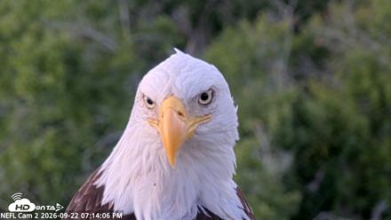 NE Florida Eagles Live Webcam - Sep 22, 2026, 7:14pm EDT