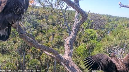 NE Florida Eagles Live Webcam - Mar 23, 2026, 3:07pm EDT