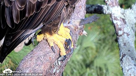 NE Florida Eagles Live Webcam - Aug 30, 2026, 9:34am EDT