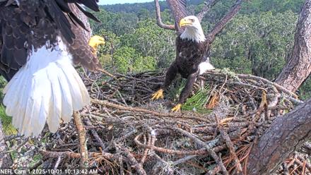 NE Florida Eagles Live Webcam - Oct 1, 2025, 10:14am EDT
