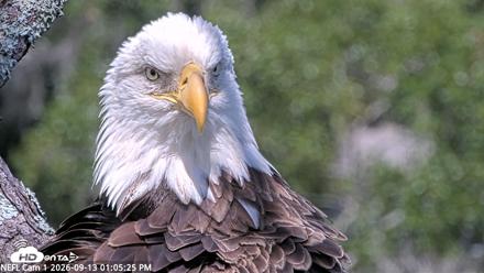 NE Florida Eagles Live Webcam - Sep 13, 2026, 1:06pm EDT