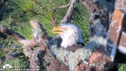 NE Florida Eagles Live Webcam - Sep 26, 2026, 8:27am EDT
