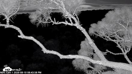 NE Florida Eagles Live Webcam - Aug 10, 2026, 8:45pm EDT