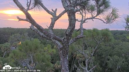 NE Florida Eagles Live Webcam - Jul 31, 2026, 7:51pm EDT