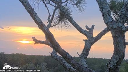NE Florida Eagles Live Webcam - Jul 31, 2026, 7:57pm EDT