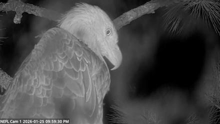 NE Florida Eagles Live Webcam - Jan 25, 2026, 10:00pm EST