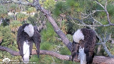 NE Florida Eagles Live Webcam - Sep 22, 2026, 10:08am EDT