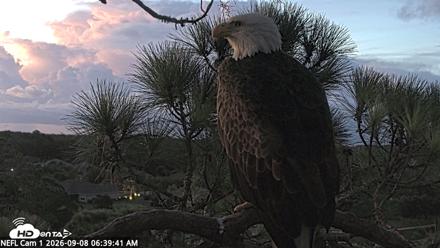 NE Florida Eagles Live Webcam - Sep 8, 2026, 6:40am EDT