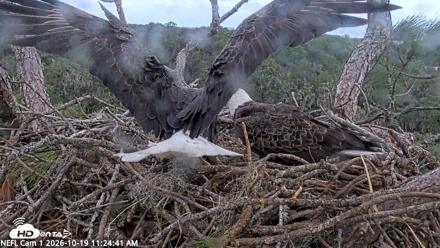 NE Florida Eagles Live Webcam - Oct 19, 2026, 11:25am EDT