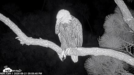 NE Florida Eagles Live Webcam - Aug 21, 2026, 9:10pm EDT