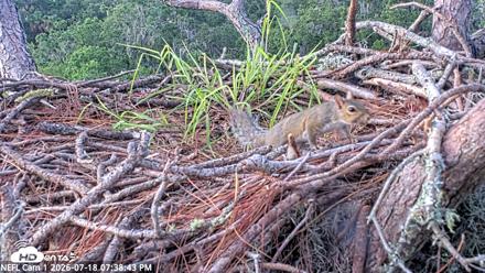 NE Florida Eagles Live Webcam - Jul 18, 2026, 7:39pm EDT