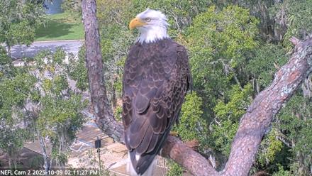 NE Florida Eagles Live Webcam - Oct 9, 2025, 2:12pm EDT
